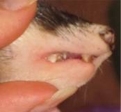 tiday cat