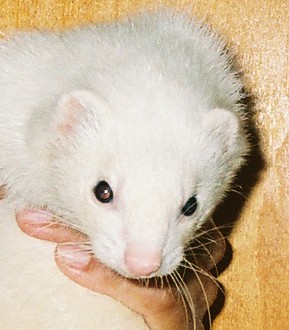 ferret